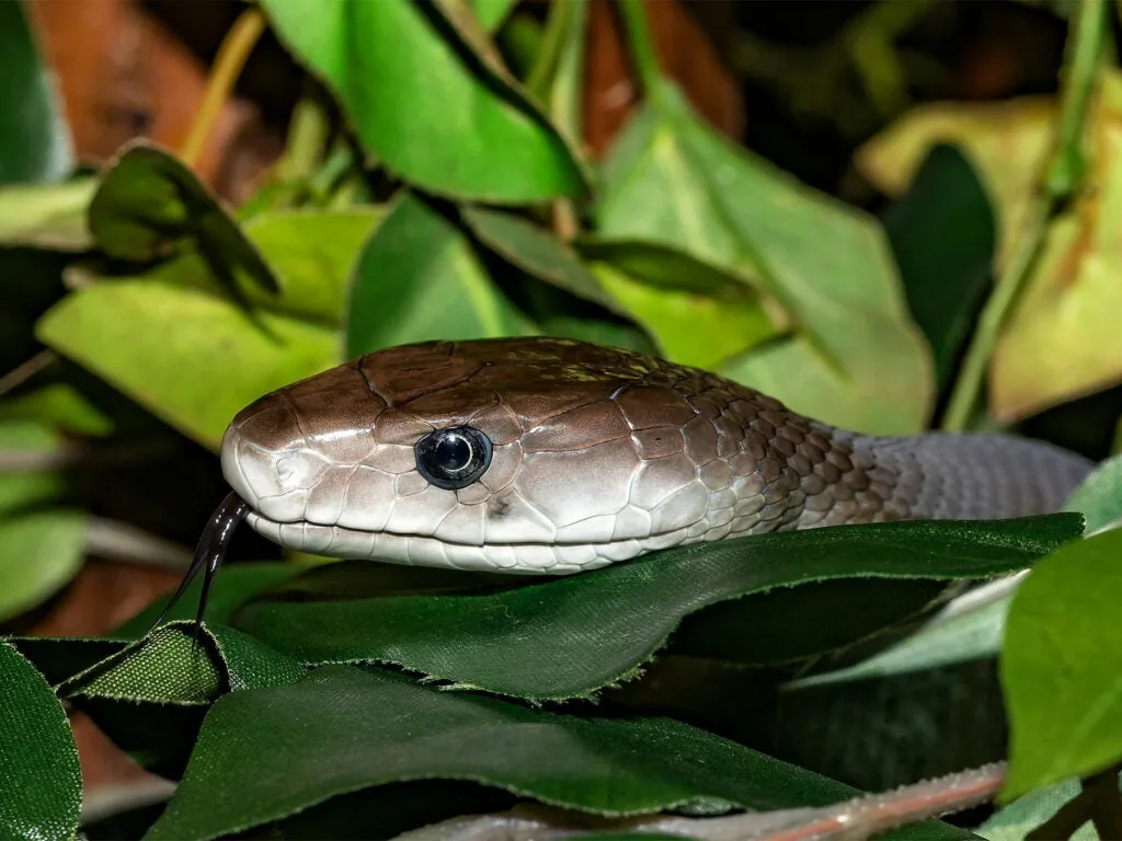 Closeup detail of the head of a black mamba snake hidden in the leaves.