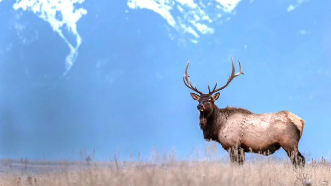 A bull elk stands in an open meadow with mountains towering in the background. 