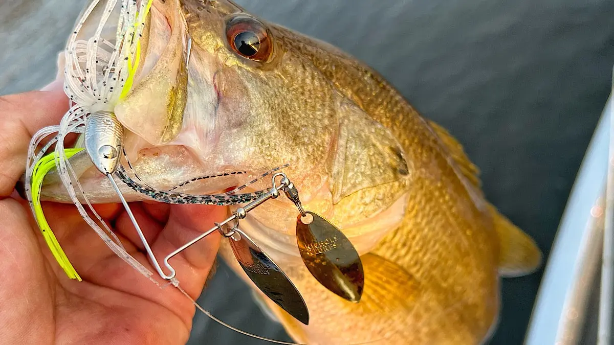 A nicholas catalyst spinnerbait hooked in a bass