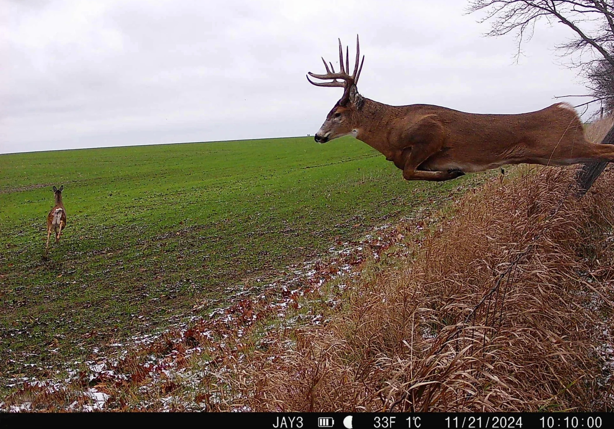 A trail camera photo of a buck jumping from the edge of cover to chase a doe.