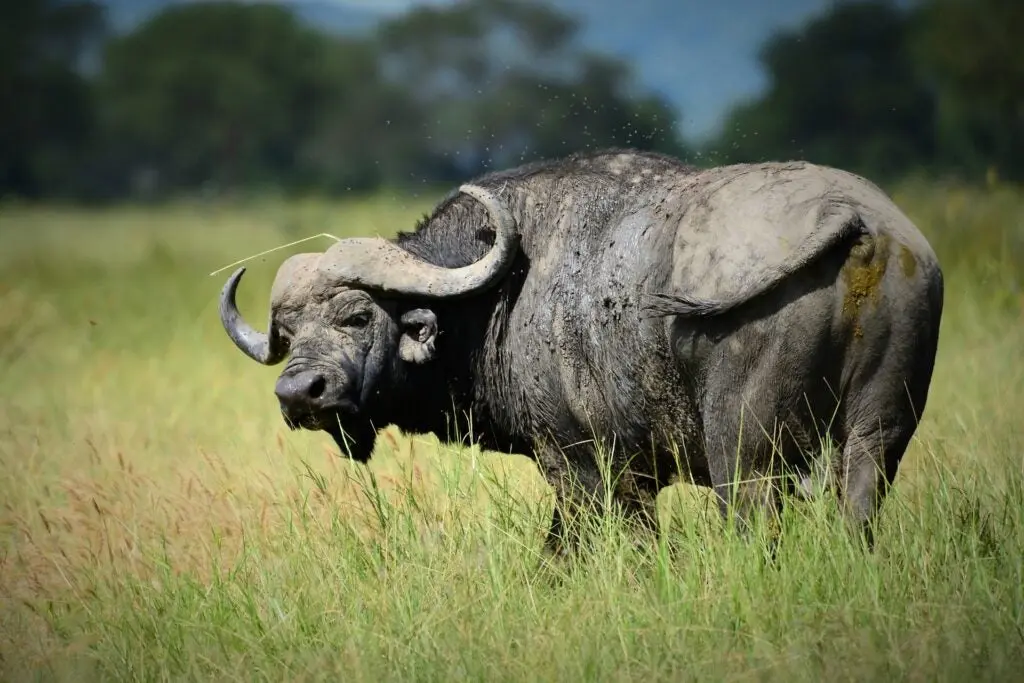 Cape Buffalo