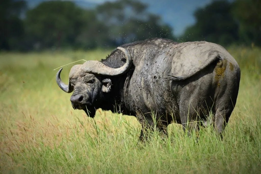 Cape Buffalo