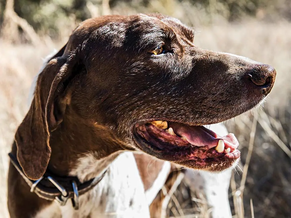 german shorthaired pointer