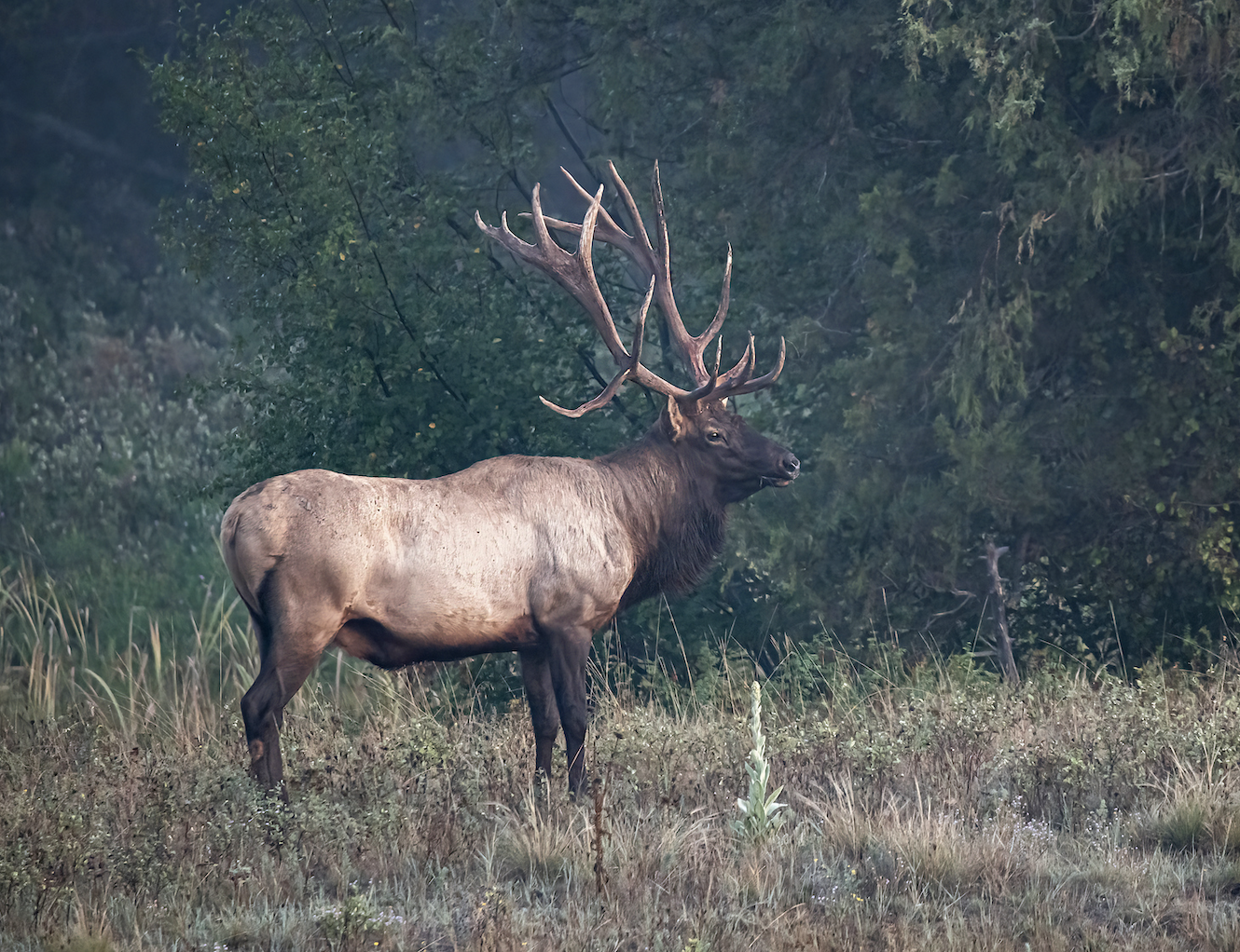 A bull elk stands in a small opening with timber behind him.