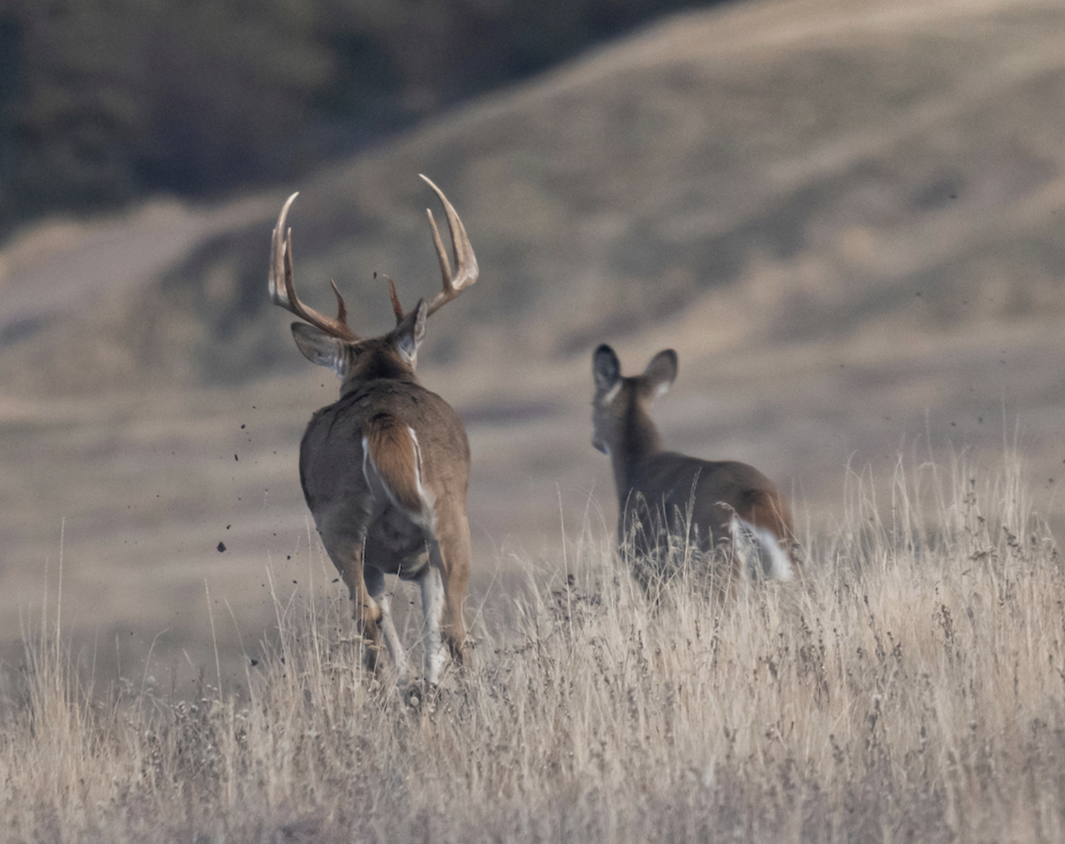 A big whitetail buck chases a doe across a field. 