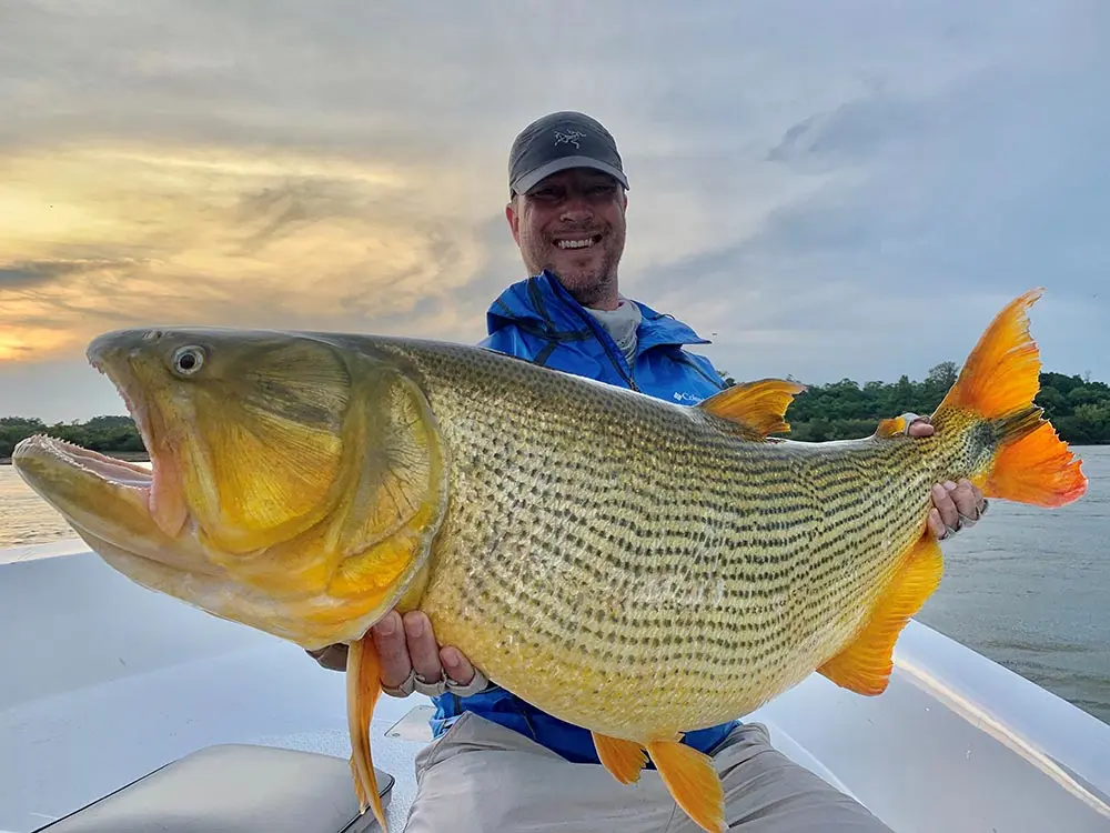 The bright golden coloration and black stripes of a golden dorado.