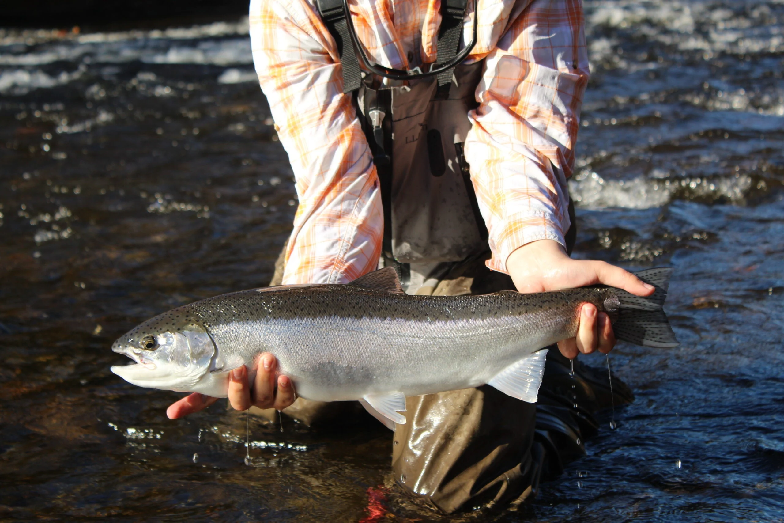 An angler holds a steelhead, also a strain of rainbow trout