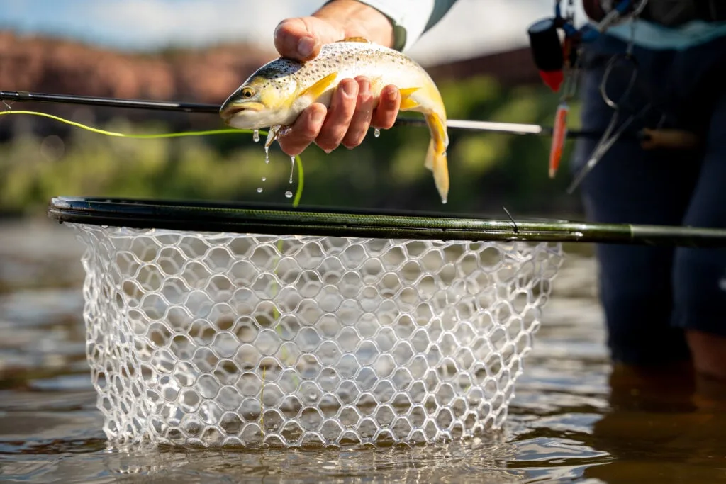 An angler releases a small brown trout. 