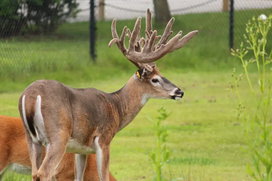 Captive whitetail deer