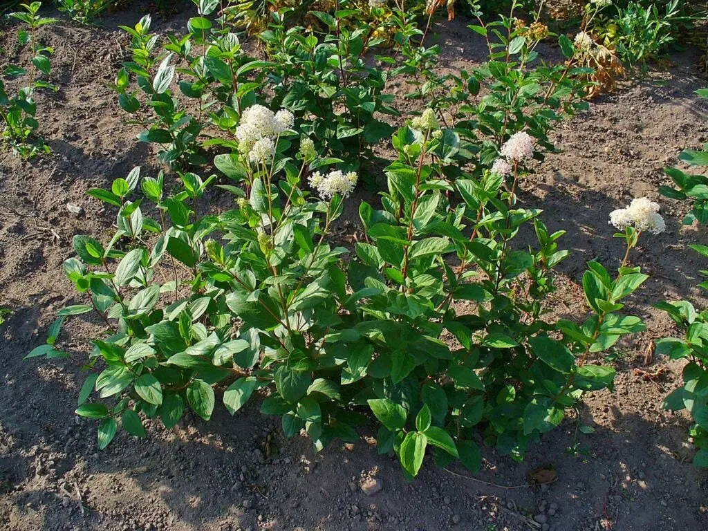 Red Stem Ceanothus