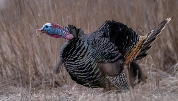 photo of wild turkey