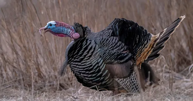 photo of wild turkey