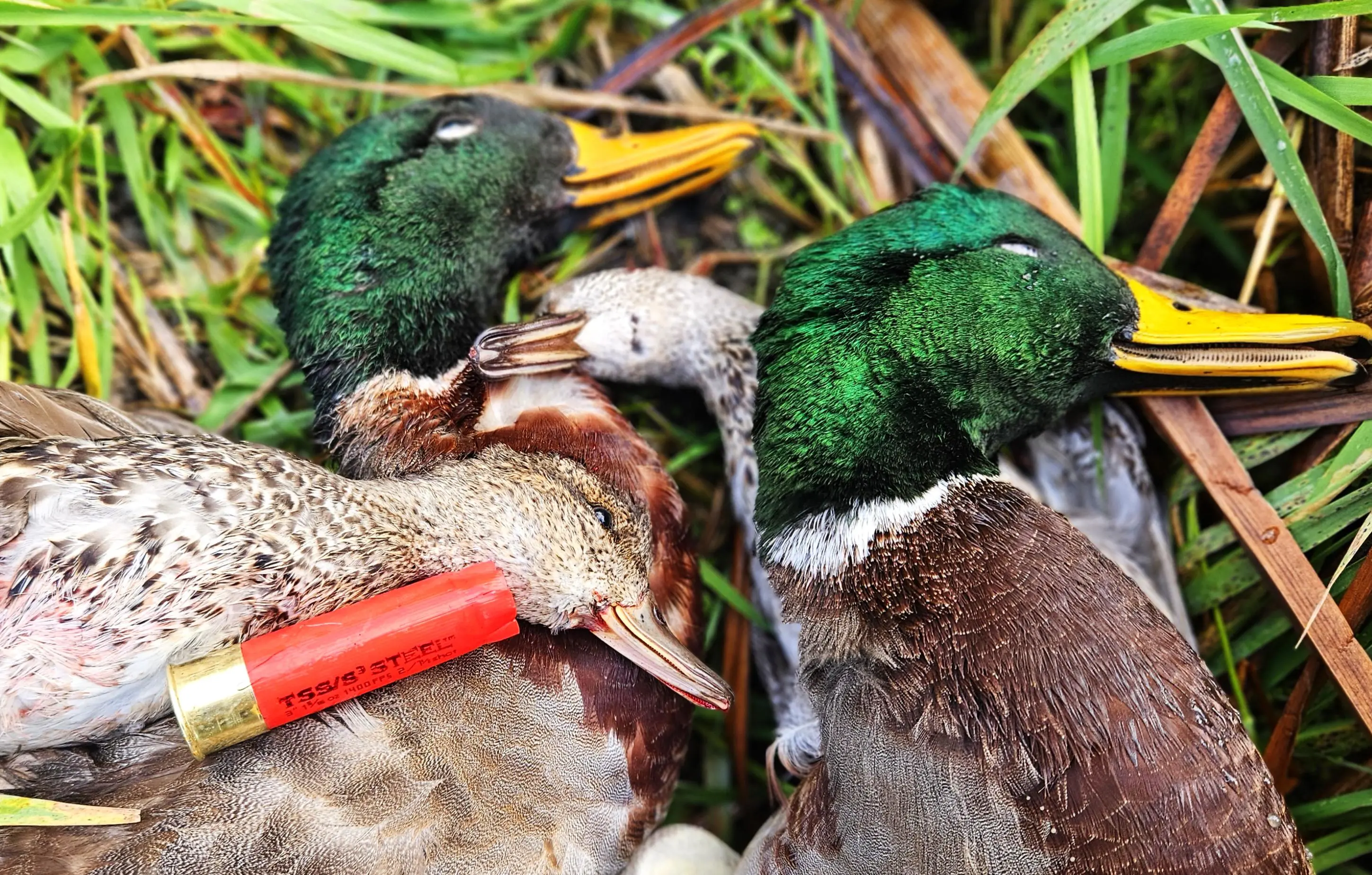 Two drake mallards and two teal next to an empty shotshell