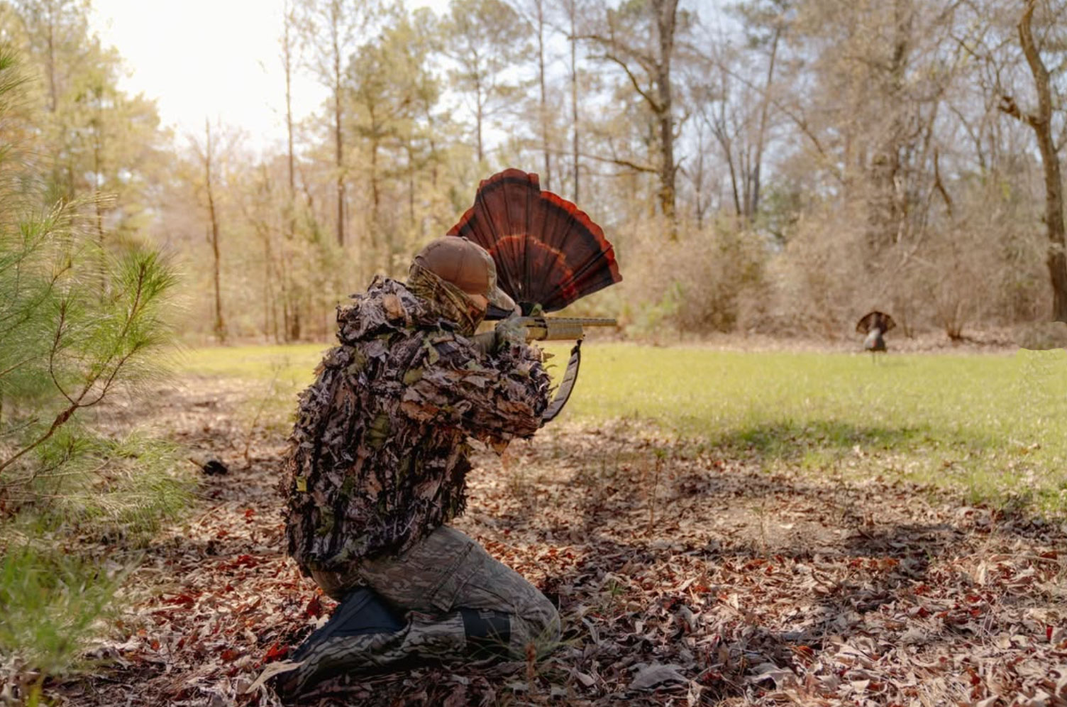 A hunter uses a tail fan to conceal his position while hunting wild turkeys. 