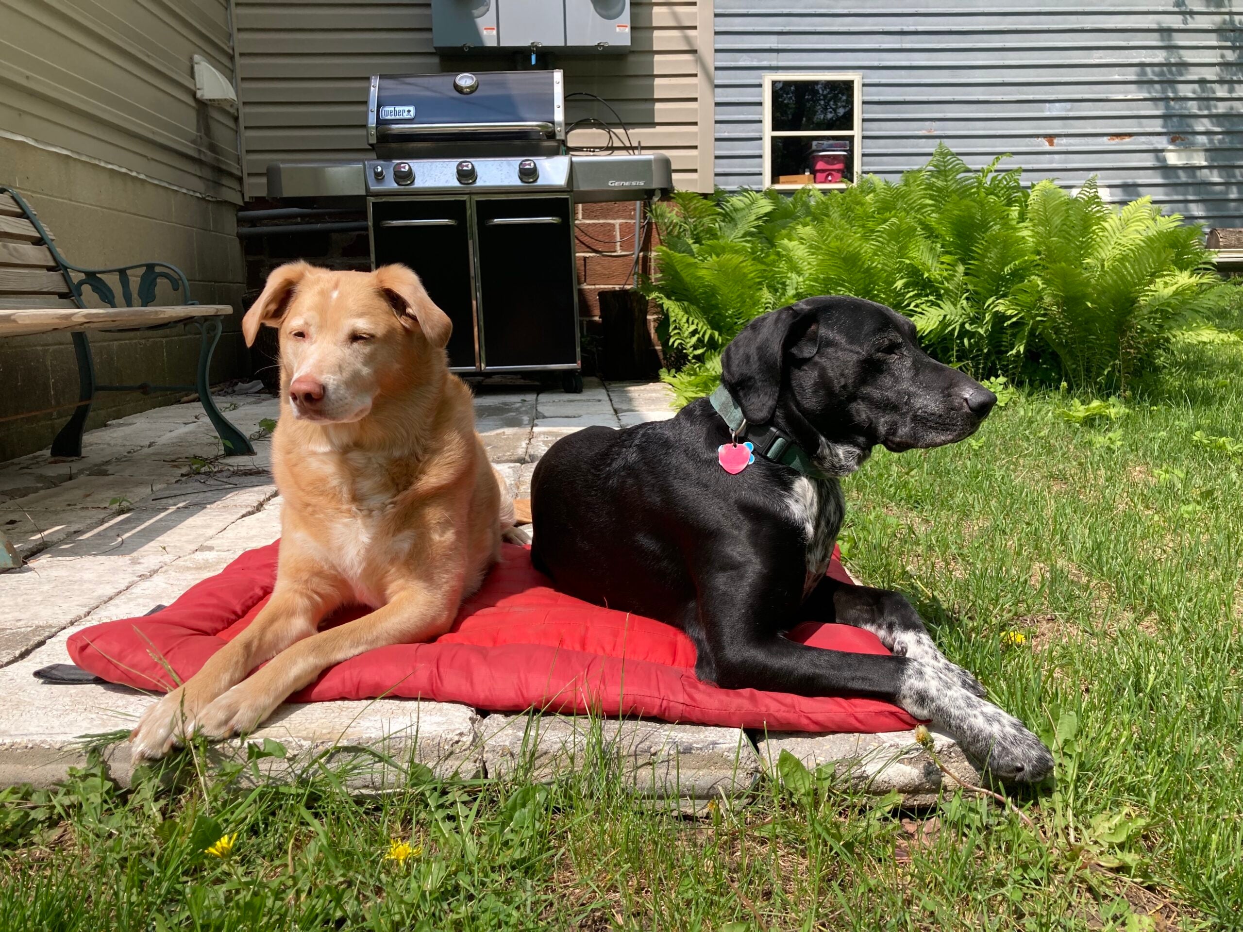 The 7 Best Outdoor Dog Beds of 2024 Field Stream