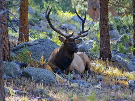 A large bull  elk laying in  a clearing in the woods.