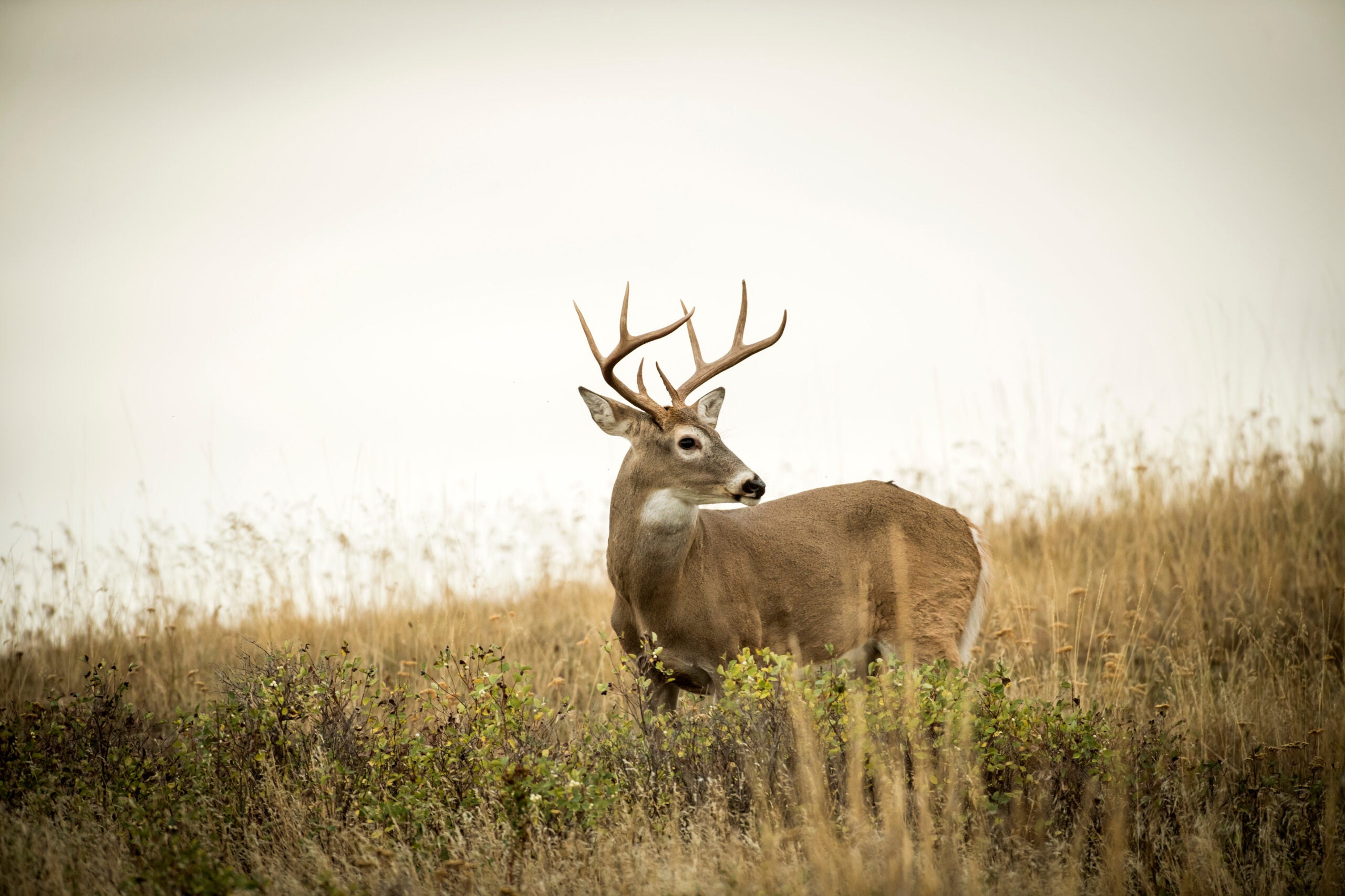 Whitetail Deer