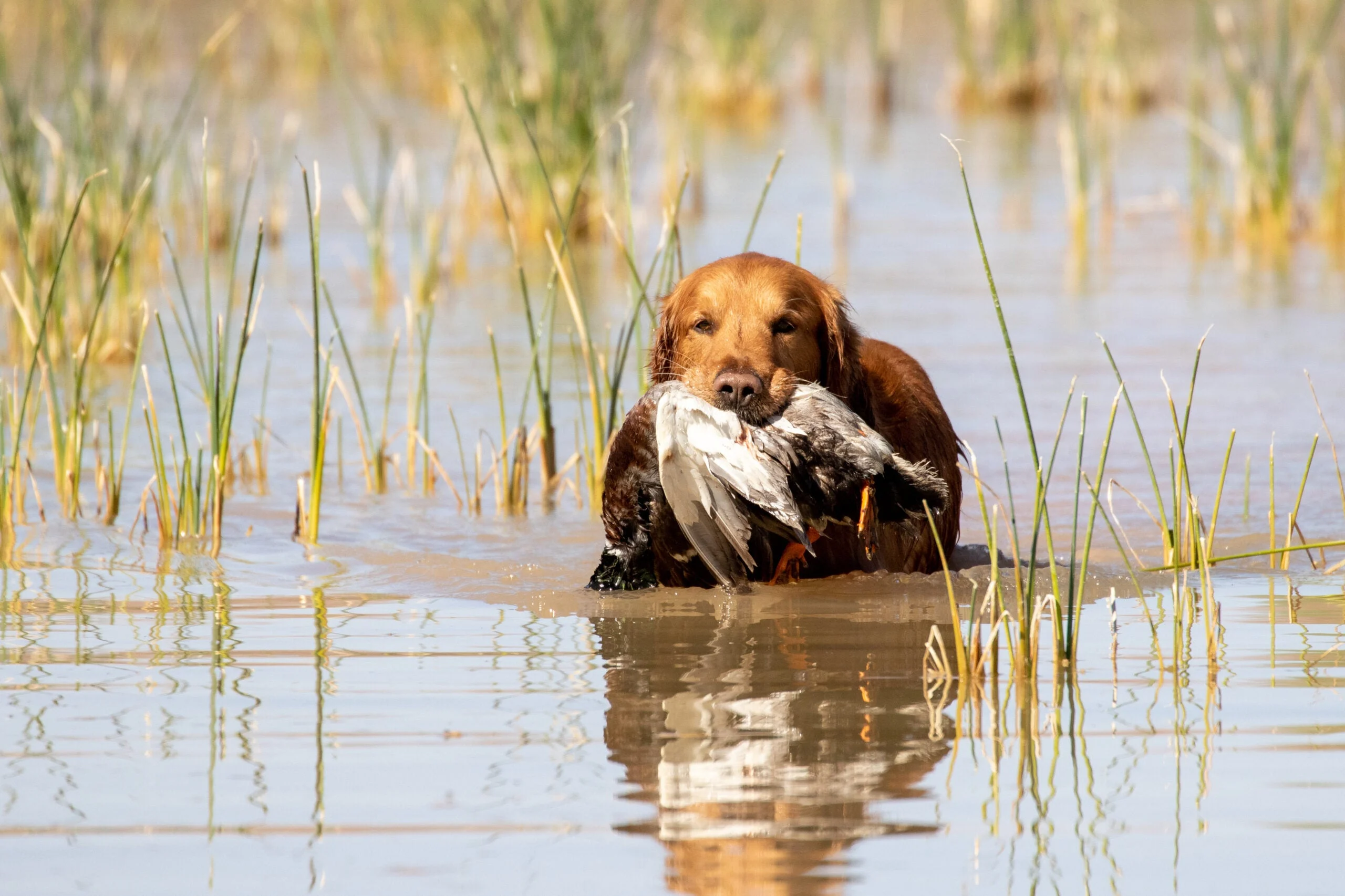 Photo of golden retriever bringing a bird back to its owner