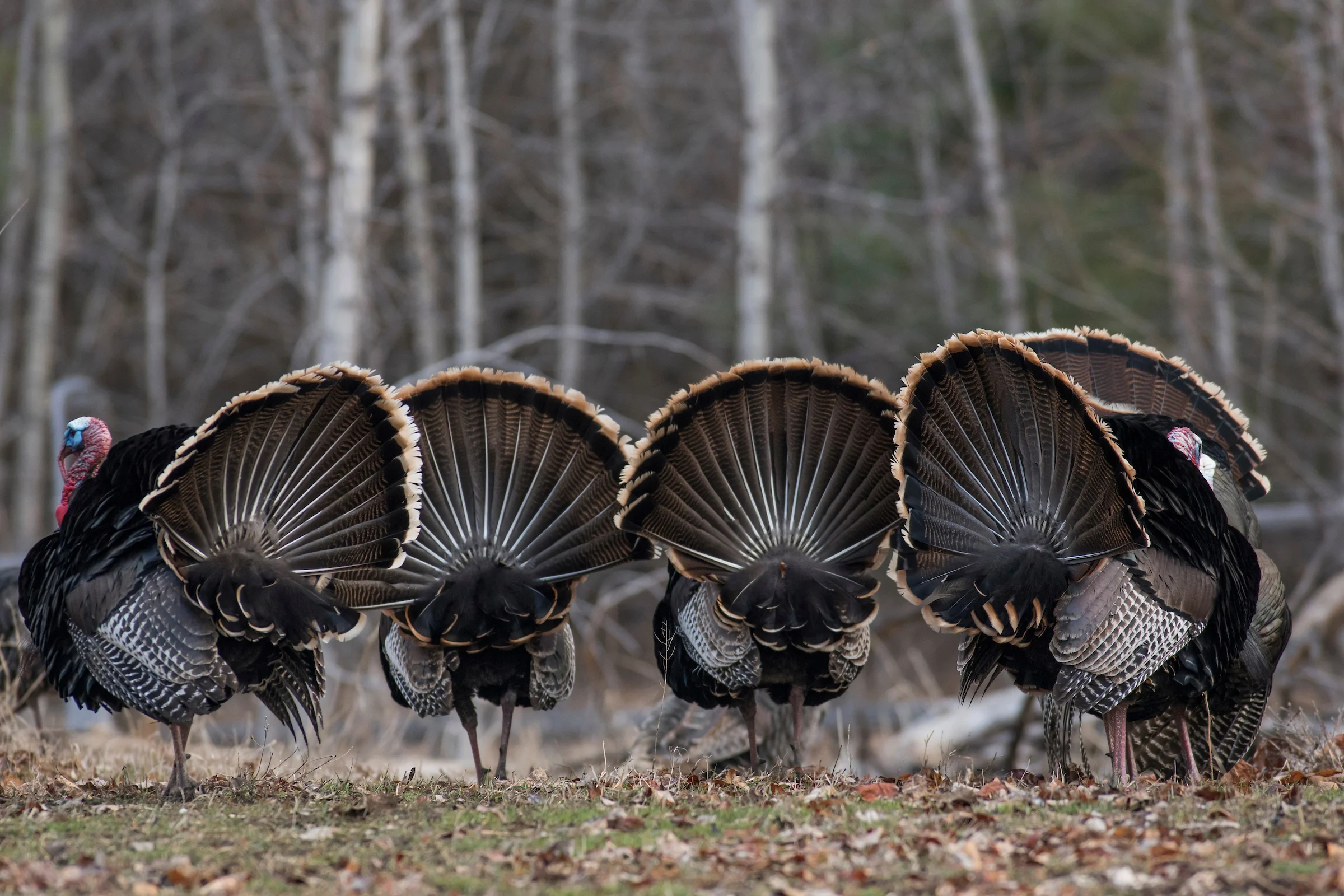 The tailfans of five strutting gobblers, walking away. 