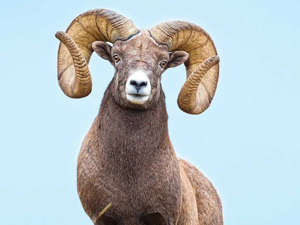 Desert Bighorn Nevada