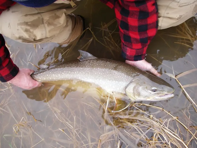 A fisheries biologist holds a Montana bull trout in shallow water.