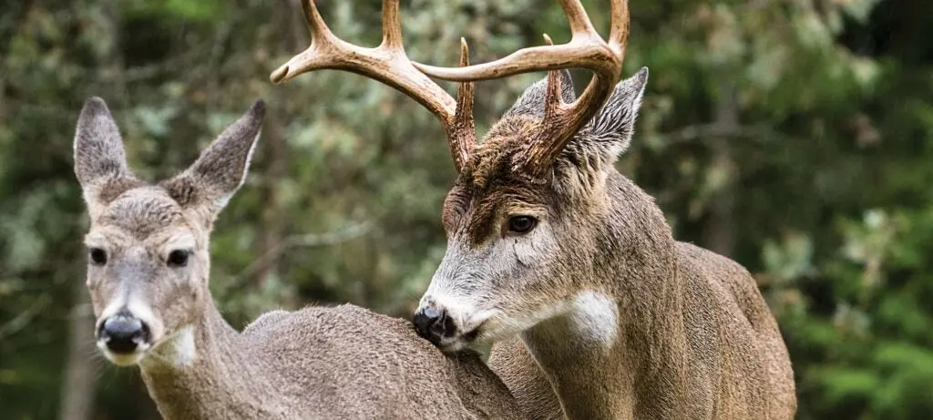 Buck and doe breeding pair