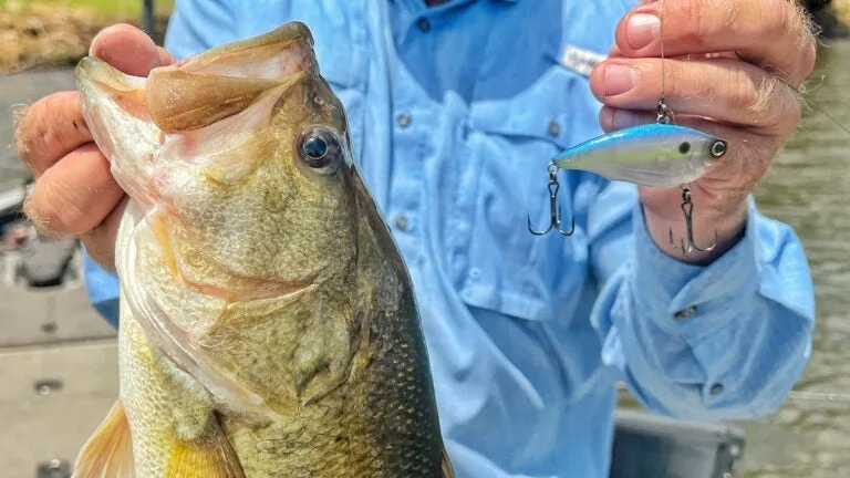 photo of a bass caught by yo yo fishing a trap