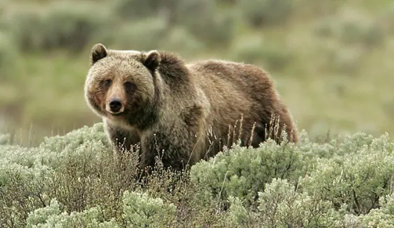 grizzly bear