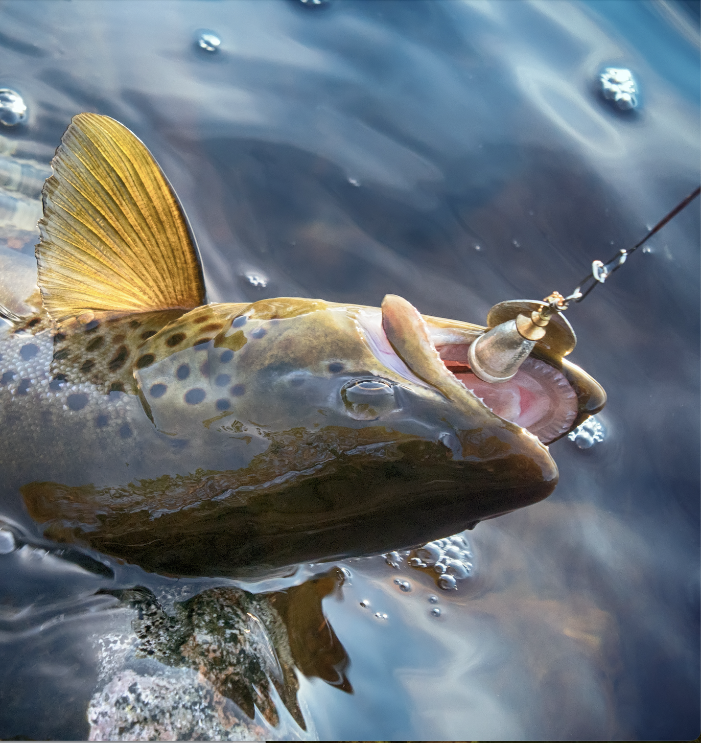 A brown trout caught on a Blue Fox spinner—one of the best trout lures you can buy.