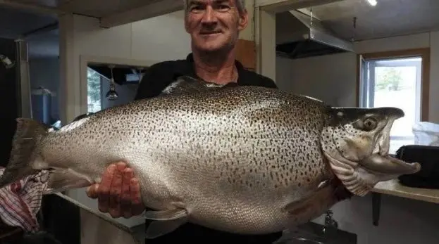 Man holding record brown trout.