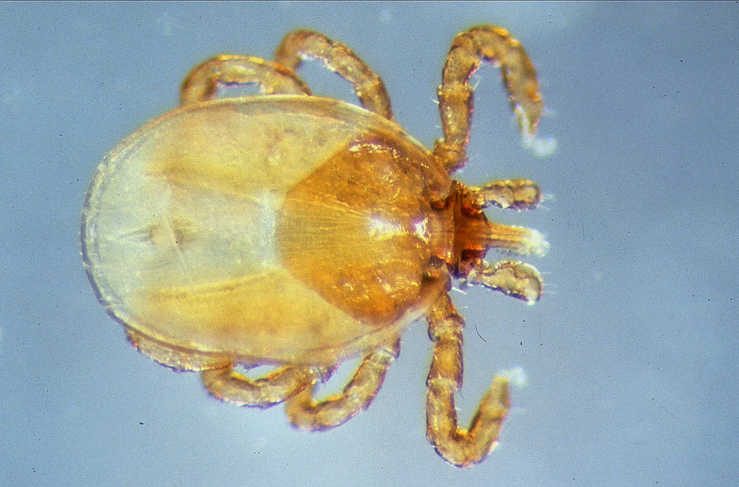 Groundhog tick adult, dorsal view.