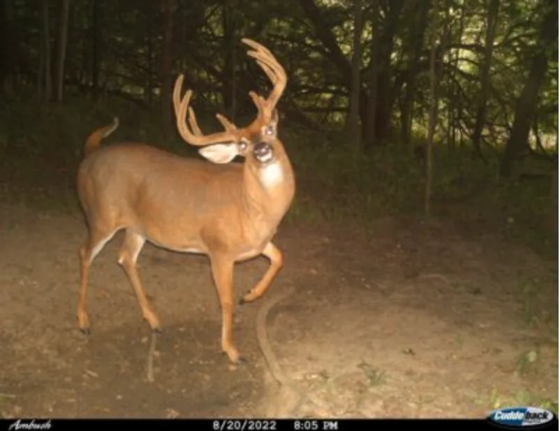 wildest trail camera photos, buck