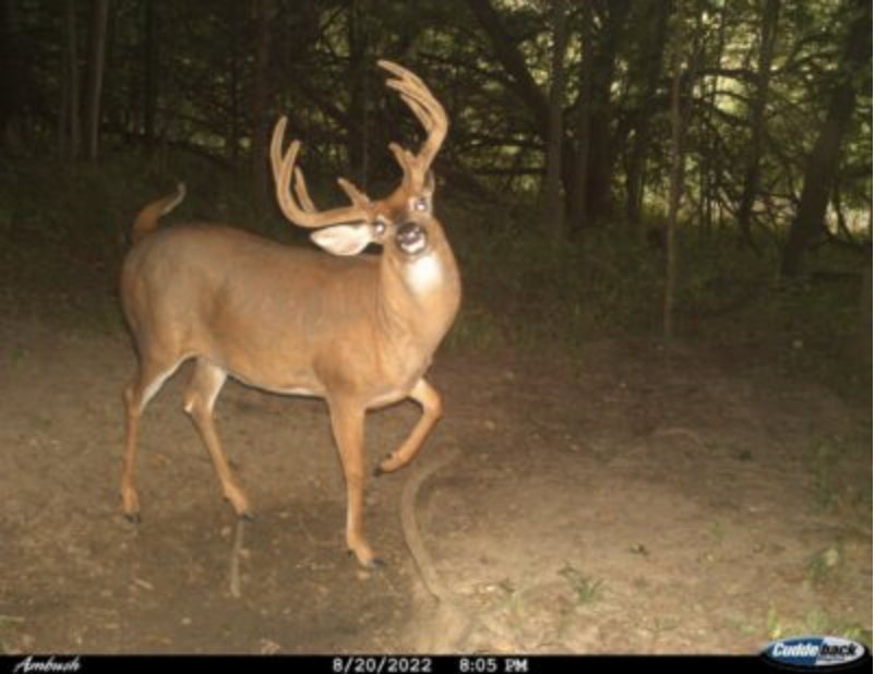 wildest trail camera photos, buck