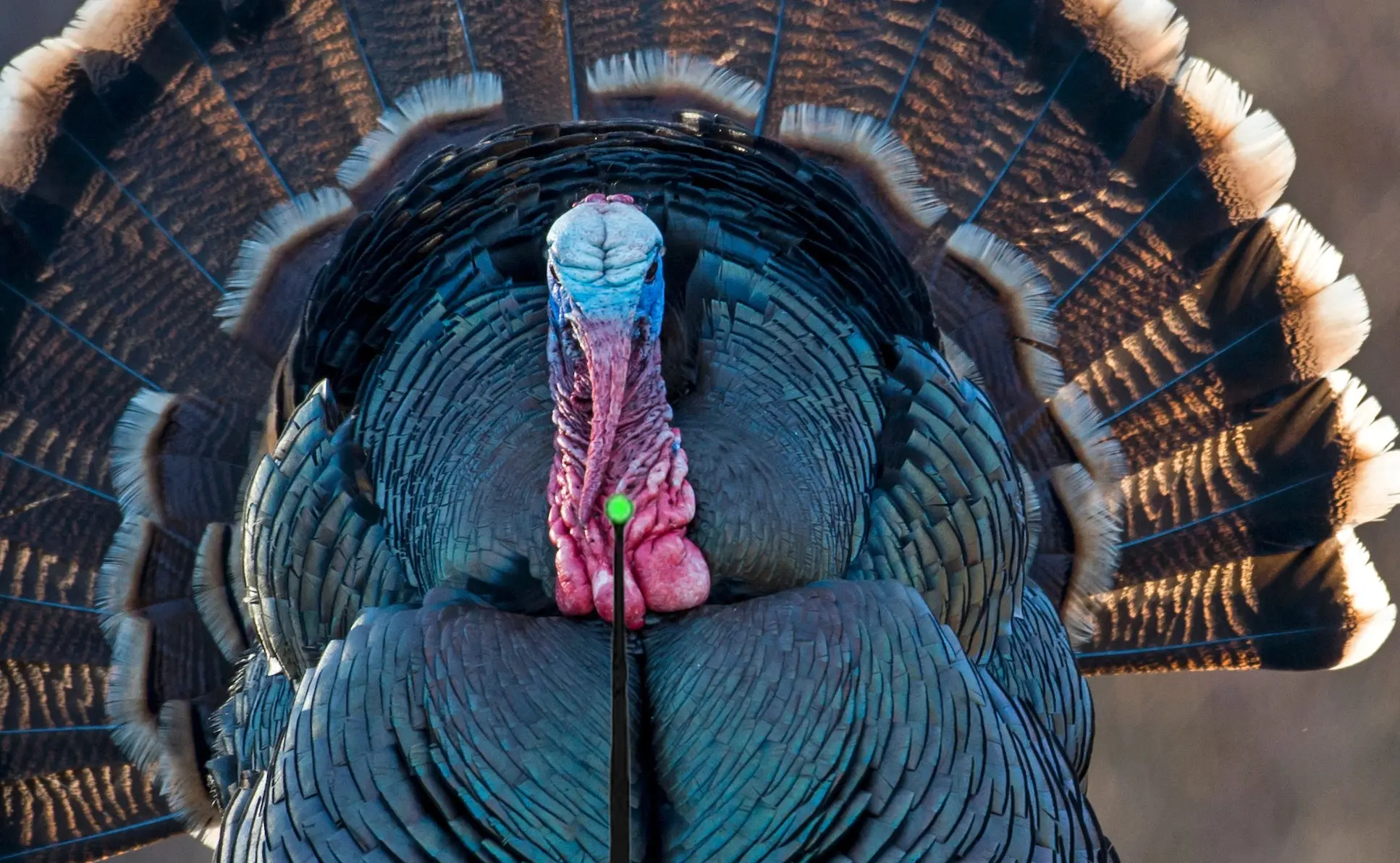 photo of where to shoot a turkey with a bow