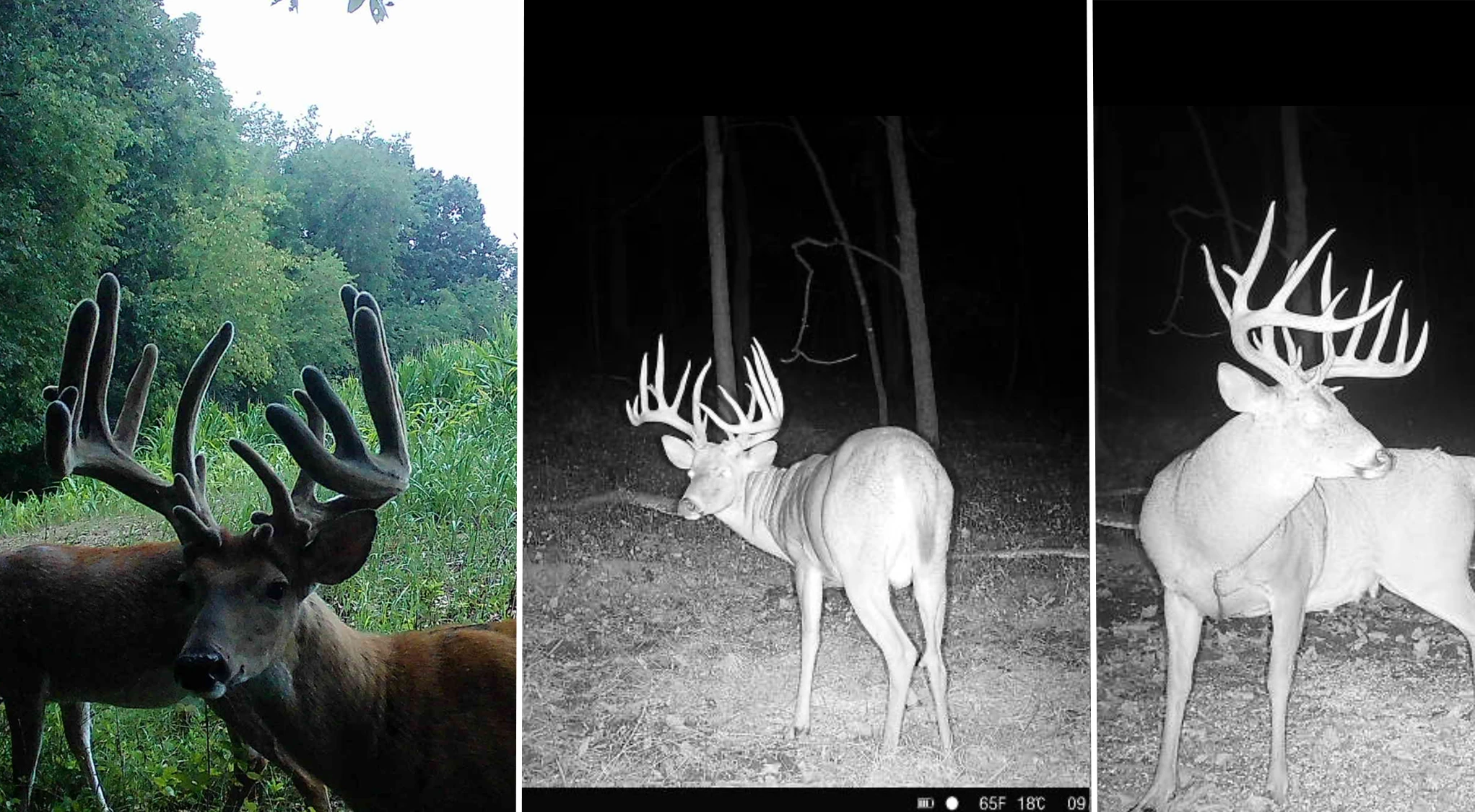 Trail-camera photos of a huge 200-class Ohio whitetail buck. 