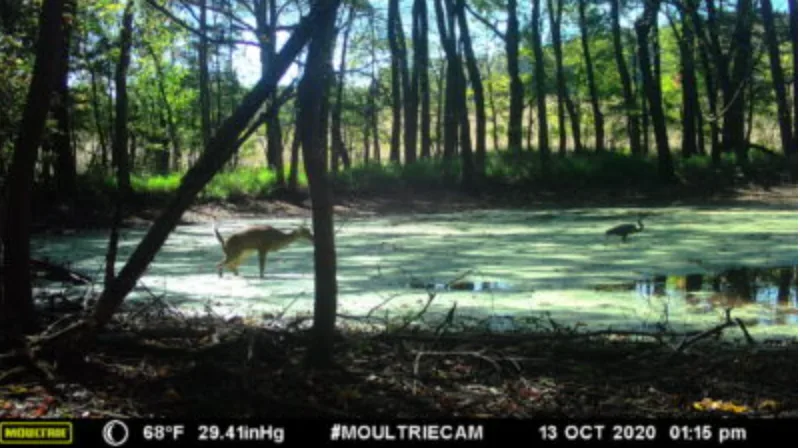 photo of whitetail deer and blue heron