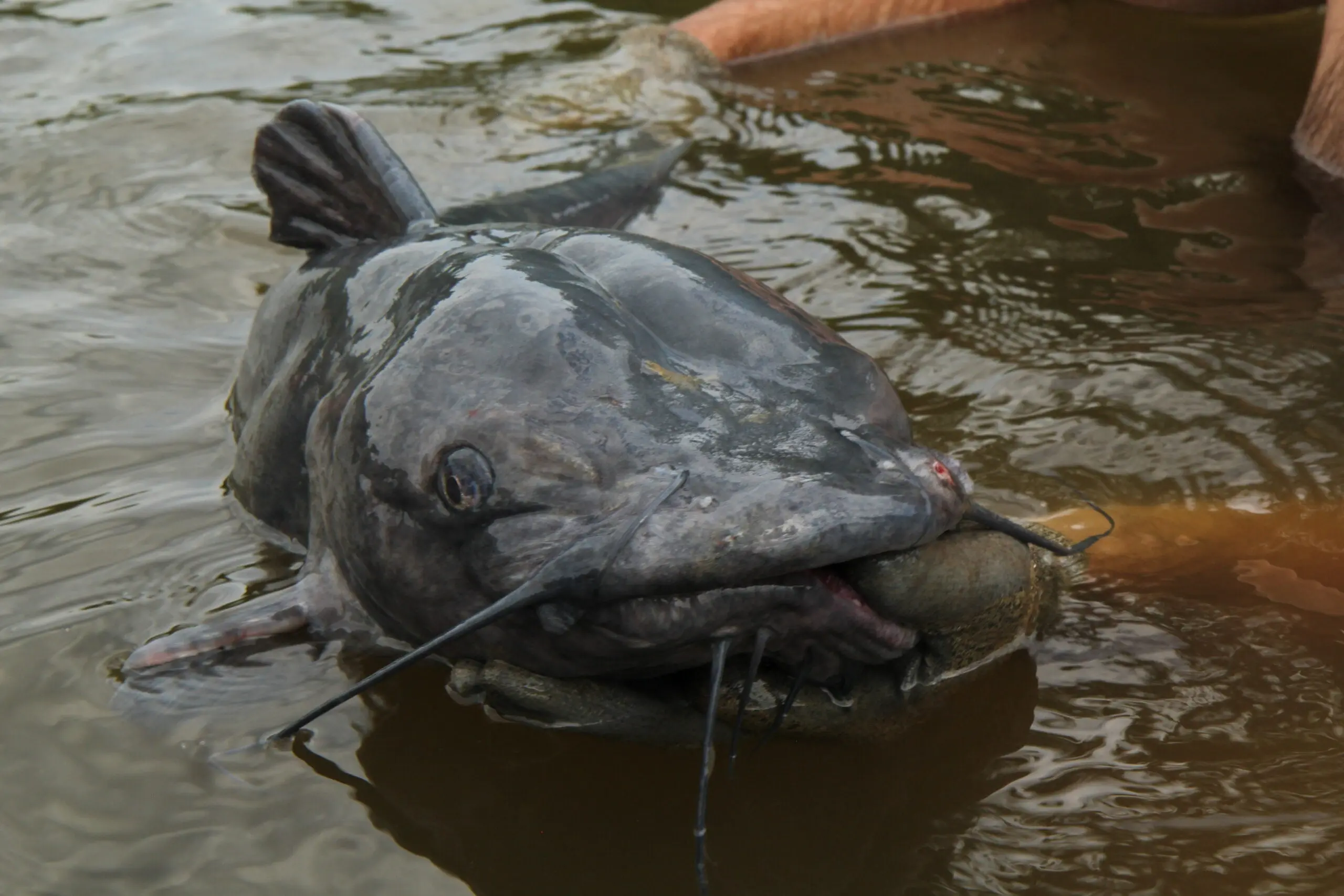 Photo of a large catfish caught by catfish noodling technique.