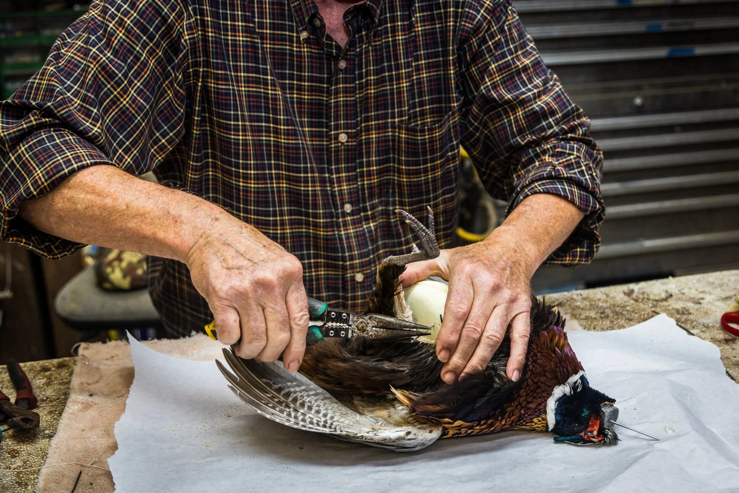 Taxidermist cutting wire on a bird mount.