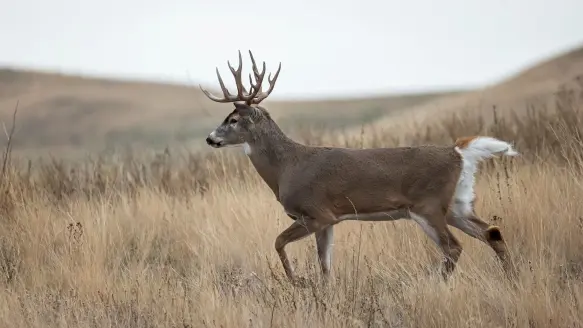 photo of whitetail buck for how much wind is too much for deer hunting