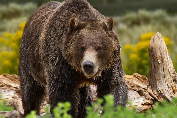 A grizzly bear walks through a field in Wyoming. 