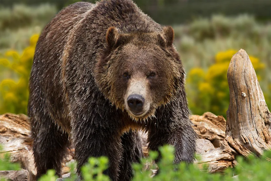 A grizzly bear walks through a field in Wyoming.
