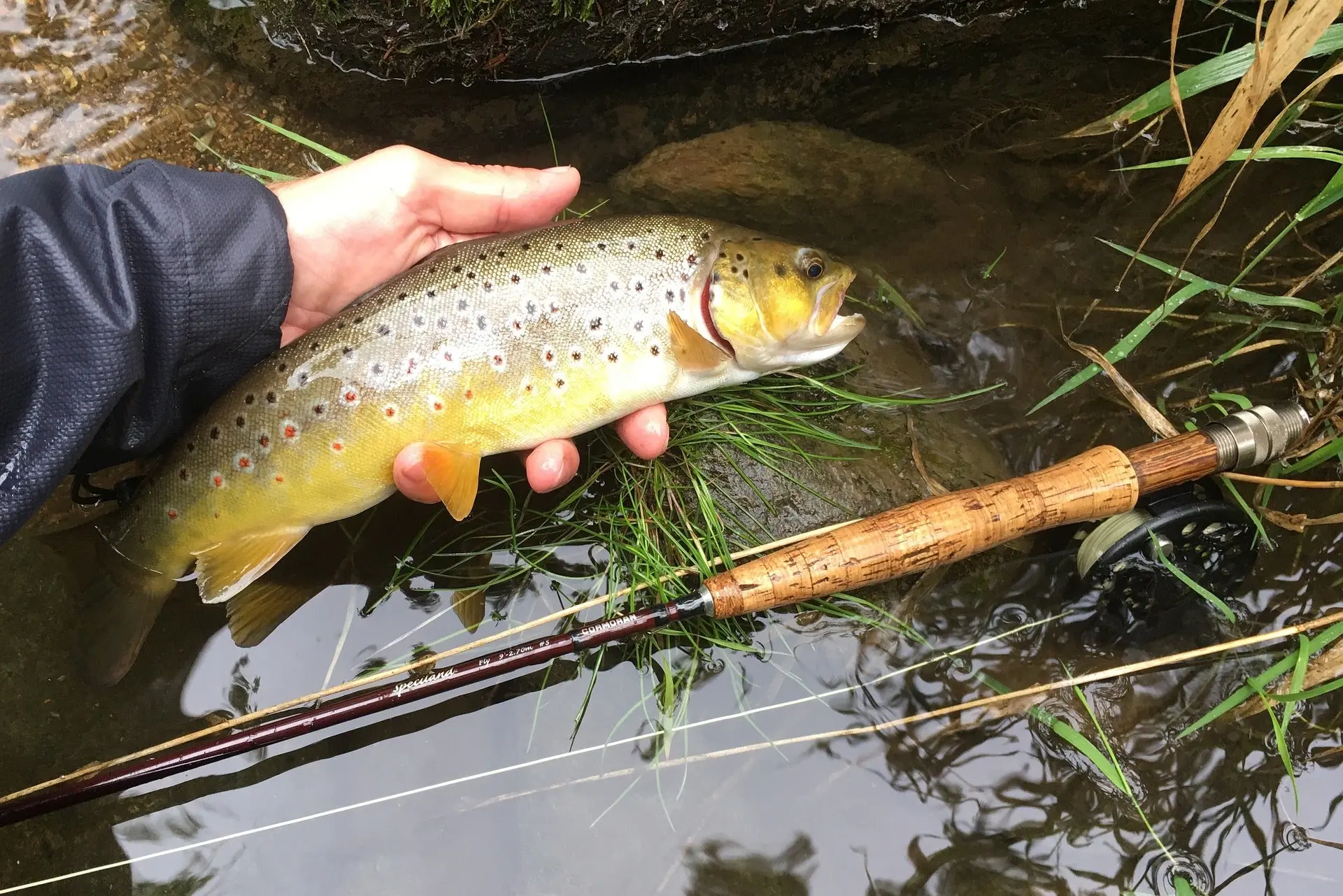 Fish next to a fly rod.