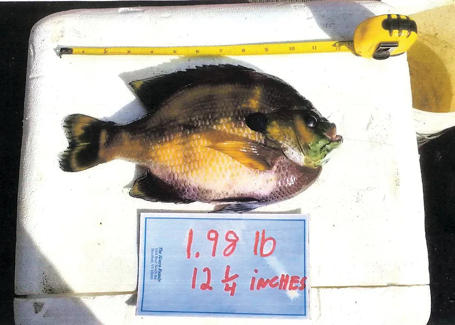 Vermont Bluegill