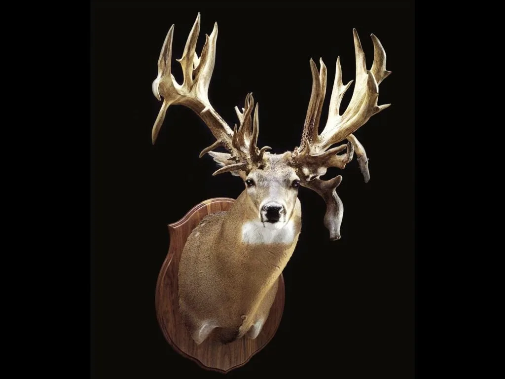 An Albia Buck world-record whitetail buck trophy.