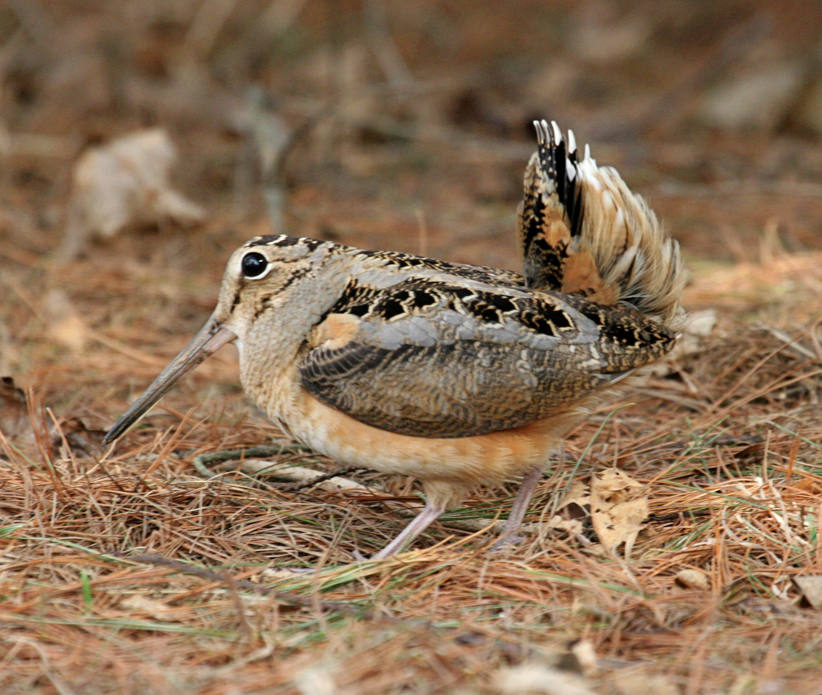 A photo of an American woodcock on the forest floor. 