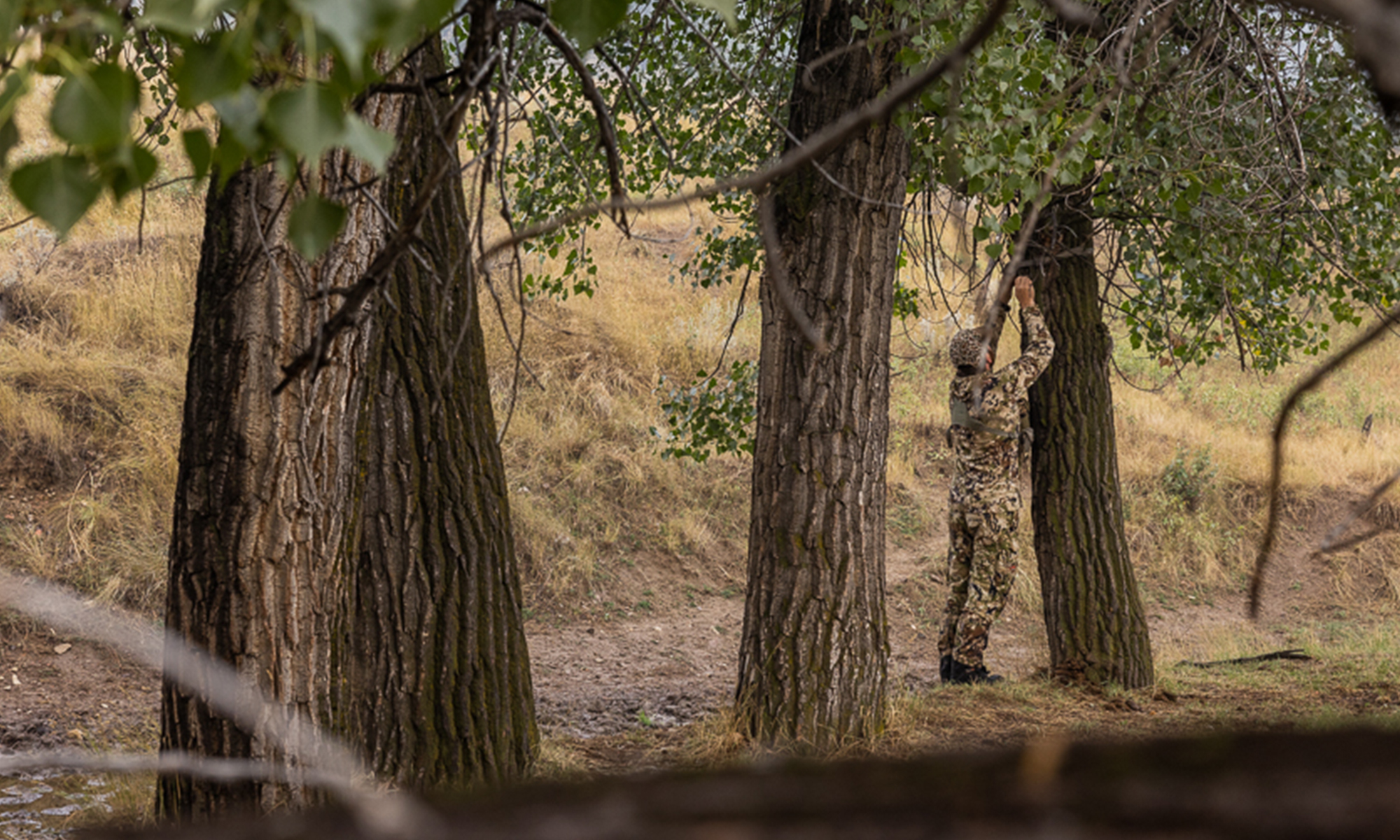 A hunter hangs a trail camera in a cottonwood tree. 
