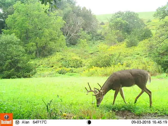 buck feeding in a rye field