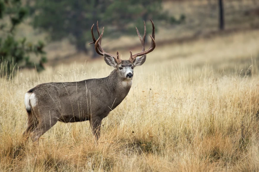 Mule deer buck overlooking a hill