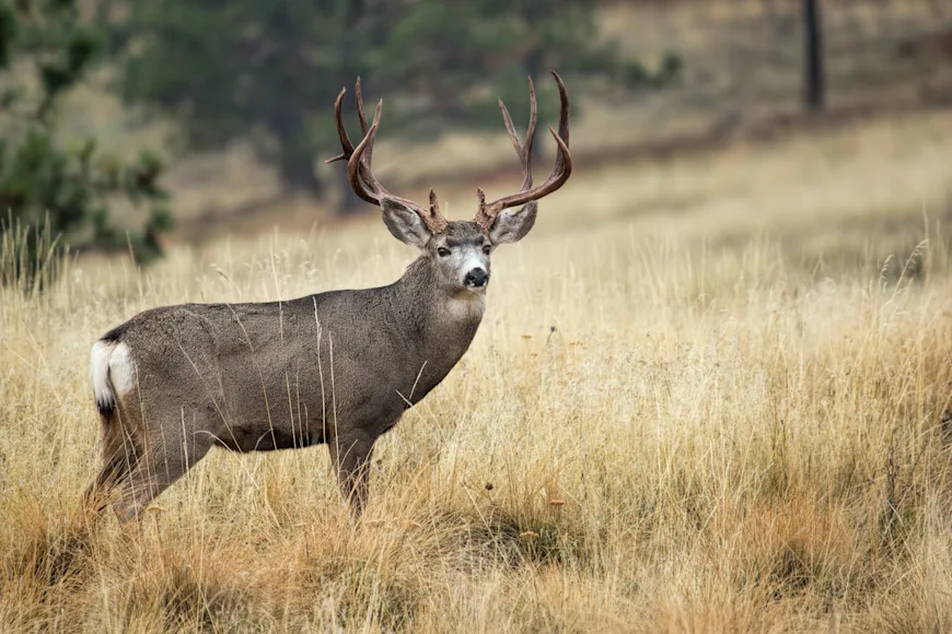 Mule deer buck overlooking a hill