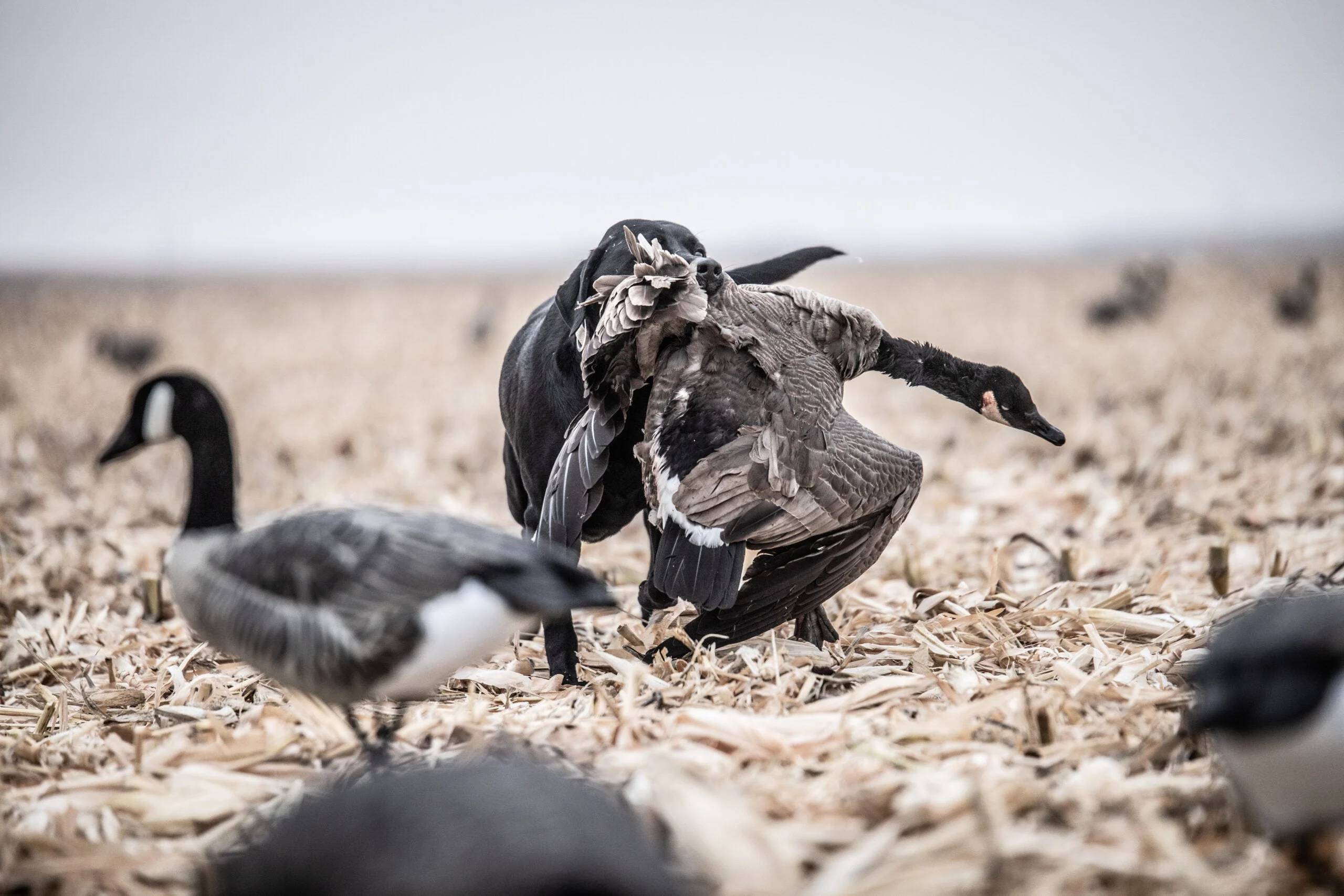 Photo of a gun dog retrieving a goose during a hunt